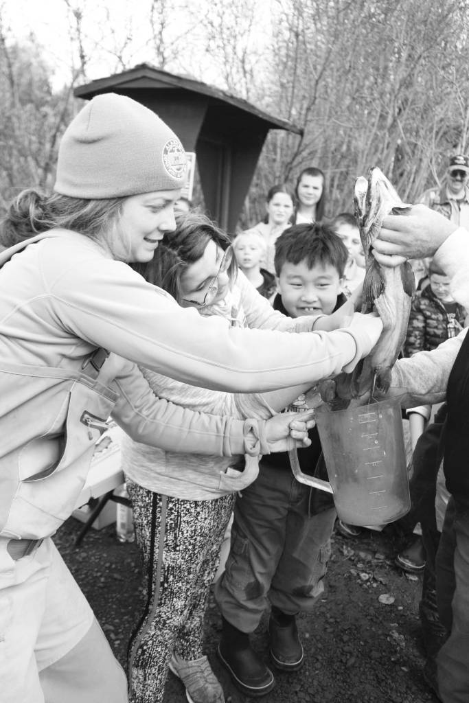 Photo by Megan Pacer/Homer News                                Alaska Department of Fish and Game Sport Fish Division fisheries biologist Holly Dickson helps Chapman School student Autumn Taylor-Kremer empty the eggs from a female salmon into a pithcer during the annual egg take event at the Anchor River on Thursday, Oct. 10 in Anchor Point. The egg take is the first phase of the Salmon in the Classroom project.