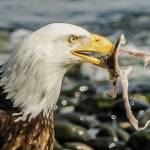Kathy Cross photographs are featured in an exhibit opening on Friday, Nov. 1, 2019, at Grace Ridge Brewery in Homer, Alaska. (Photo by Kathy Cross)