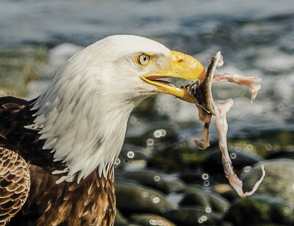 Kathy Cross photographs are featured in an exhibit opening on Friday, Nov. 1, 2019, at Grace Ridge Brewery in Homer, Alaska. (Photo by Kathy Cross)