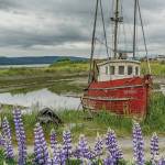 Kathy Cross photographs are featured in an exhibit opening on Friday, Nov. 1, 2019, at Grace Ridge Brewery in Homer, Alaska. (Photo by Kathy Cross)