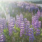 A photograph by Laural Sabin from her exhibit showing starting Nov. 1, 2019, at the Art Shop Gallery in Homer, Alaska. (Photo by Laural Sabin)