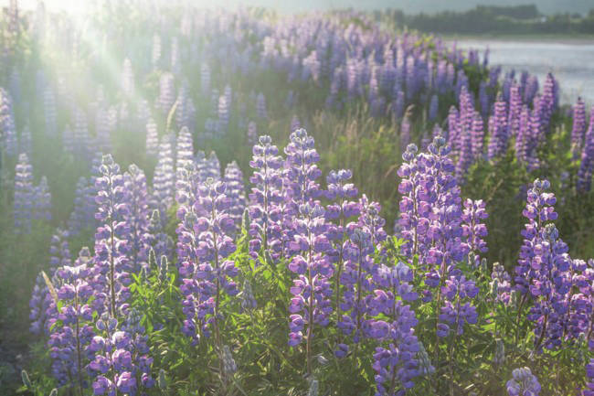 A photograph by Laural Sabin from her exhibit showing starting Nov. 1, 2019, at the Art Shop Gallery in Homer, Alaska. (Photo by Laural Sabin)