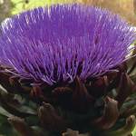 Kachemak Gardener: Why wait for a crisis to help out in each other’s gardens?