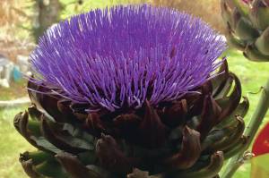 Kachemak Gardener: Why wait for a crisis to help out in each other’s gardens?