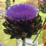 Nancy Wise had the courage to allow her artichoke to bloom and is rewarded with this truly magnificent specimen, writes Rosemary Fitzpatrick, as seen on Oct. 29, 2019, at Wises home near Homer, Alaska. (Photo by Nancy Wise.)