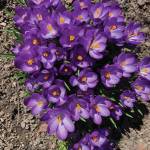 Kachemak Gardener: Until next year …