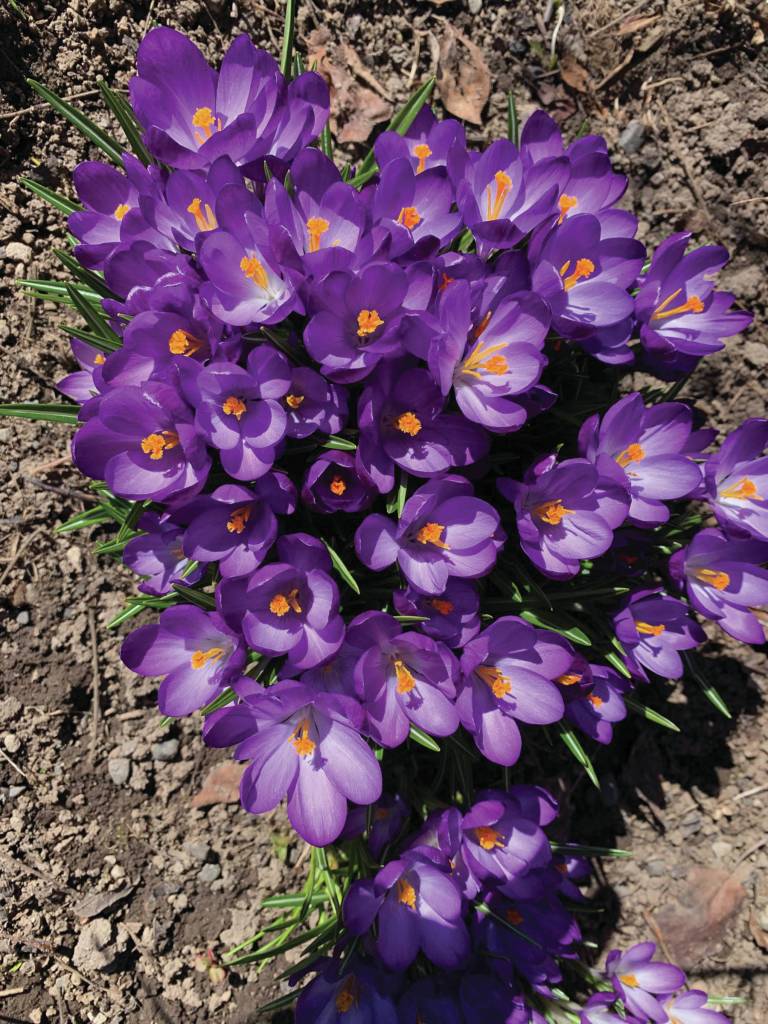 Kachemak Gardener: Until next year …