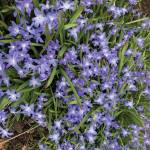 Kachemak Gardener: Until next year …