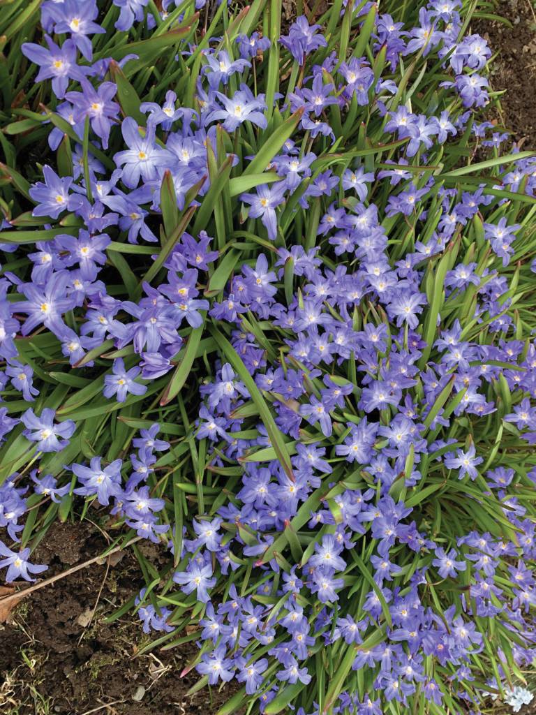 Kachemak Gardener: Until next year …