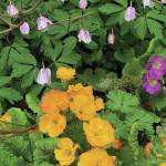 Kachemak Gardener: Until next year …