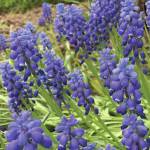 Kachemak Gardener: Until next year …