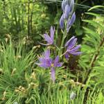 Kachemak Gardener: Until next year …