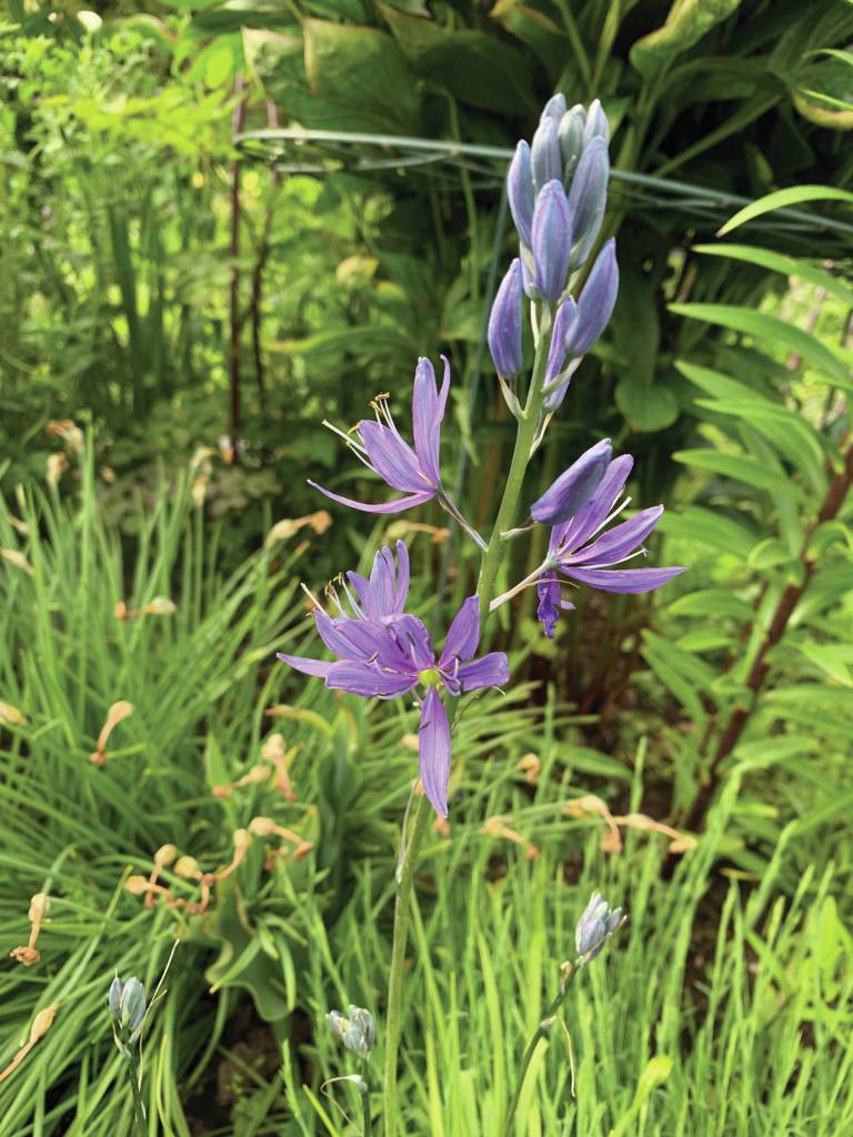 Kachemak Gardener: Until next year …