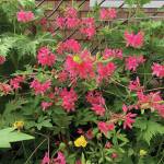 Kachemak Gardener: Until next year …