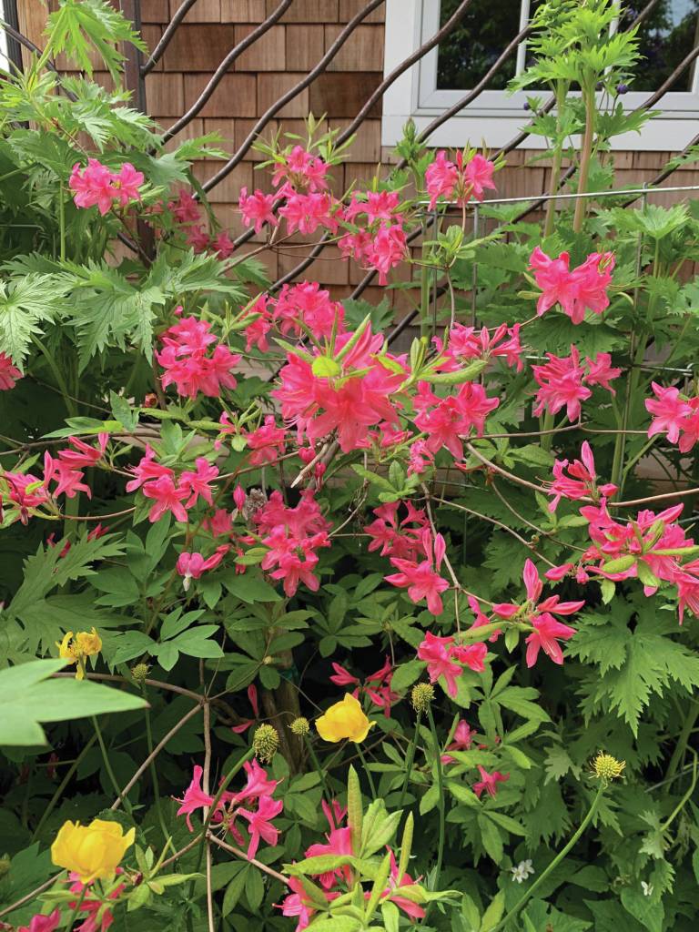 Kachemak Gardener: Until next year …