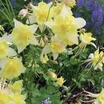 Kachemak Gardener: Until next year …