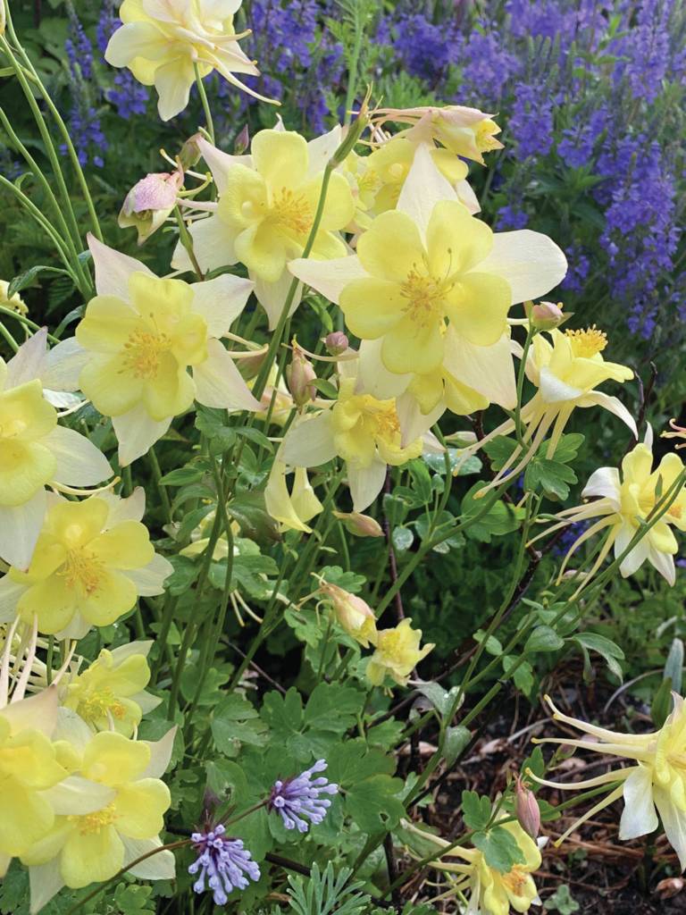 Kachemak Gardener: Until next year …