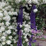 Kachemak Gardener: Until next year …