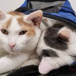 Pets of the Week: Mikey and Darla