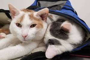 Pets of the Week: Mikey and Darla