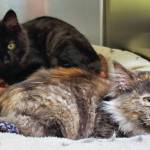 Pets of the Week: Jack and Jill