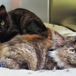 Pets of the Week: Jack and Jill