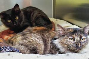 Pets of the Week: Jack and Jill