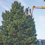 Nathan Simpson of Dutch Boy Landscaping on Nov. 14, 2019, installs colored lights on the tree by Homer Electric Association in Homer, Alaska. The big tree by HEA is one of Homers landmark holiday decorated trees. (Photo by Michael Armstrong/Homer News)