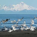 It’s a great day to bird — Homer’s birds and the birders who love them