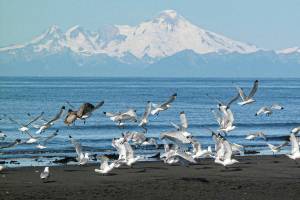It’s a great day to bird — Homer’s birds and the birders who love them