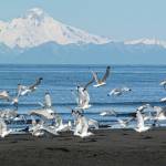 Birds gather near the mouth of the Anchor Point River with Illamna rising above Cook Inlet in the background on Aug. 25, 2010 in Anchor Point, Alaska. (Photo by Taz Tally)