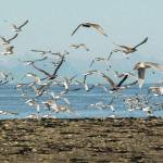 Birds take flight en masse along the Anchor Point Beach shoreline on Aug. 25, 2010 in Anchor Point, Alaska. (Photo by Taz Tally)
