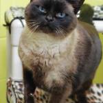 Pet of the Week: Gloria