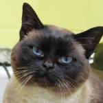 Pet of the Week: Gloria