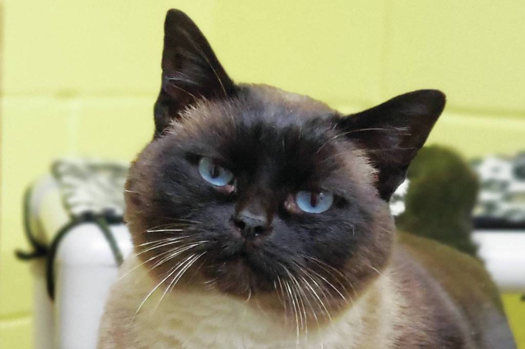 Pet of the Week: Gloria