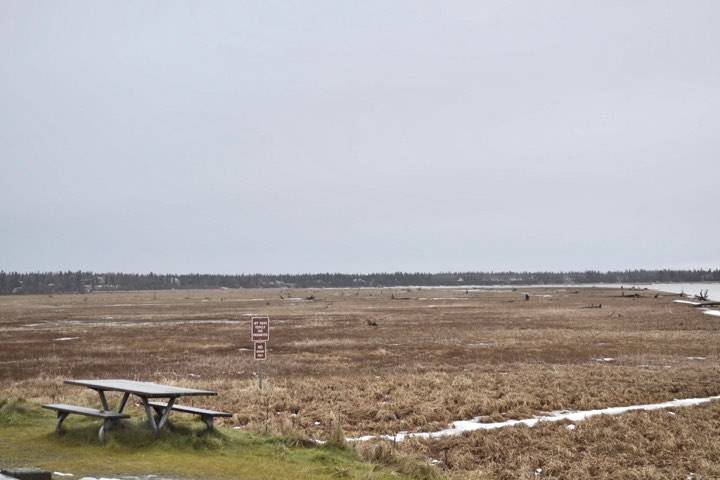 Green grass is visible at the Kenai Flats lookout of of Bridge Access Road, which was under measurable snow last week, on Monday, Dec. 9, 2019, in Kenai, Alaska. (Photo by Victoria Petersen/Peninsula Clarion)