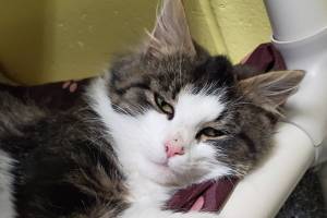 Pet of the Week: Faye