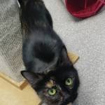 Pet of the Week: Sophie