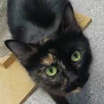 Pet of the Week: Sophie