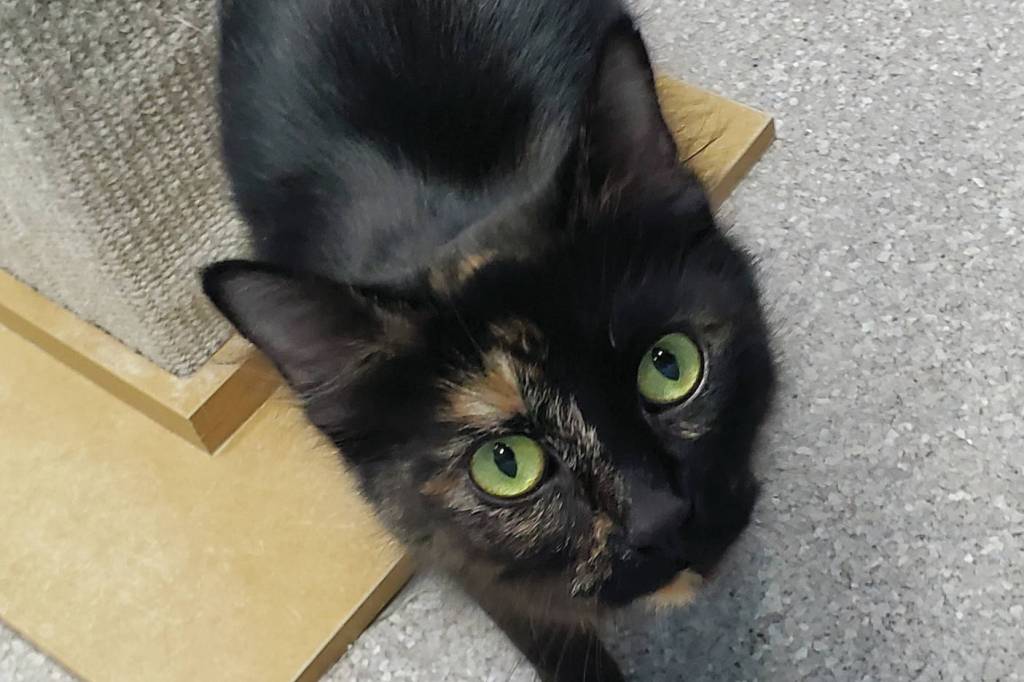 Pet of the Week: Sophie