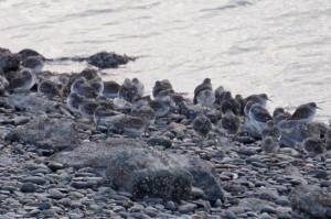 Birders log a record 80 species in annual count