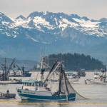 Seine fishermen work to catch chum salmon during a six-hour opening outside of Amalga Harbor. (Michael Penn | Juneau Empire File)