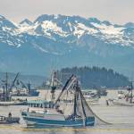 Seine fishermen work to catch chum salmon during a six-hour opening outside of Amalga Harbor on Thursday, July 6, 2017.