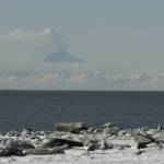 Redoubt erupting April, 4, 2009. (Clarion file photo)