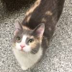 Pet of the Week: Stacy