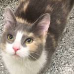 Pet of the Week: Stacy