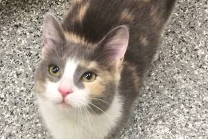 Pet of the Week: Stacy