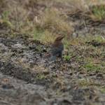 A rusty blackbird was one of the birds counted on Dec. 14, 2019, for the annual Christmas Bird Count in Homer, Alaska. (Photo courtesy by Tim Quinn)