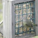 An orange-crowned warbler eats at a feeder on Dec. 14, 2019, in Homer, Alaska. (Photo courtesy of Kathy Engle)