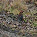 Birders release final count, species list for Christmas tally